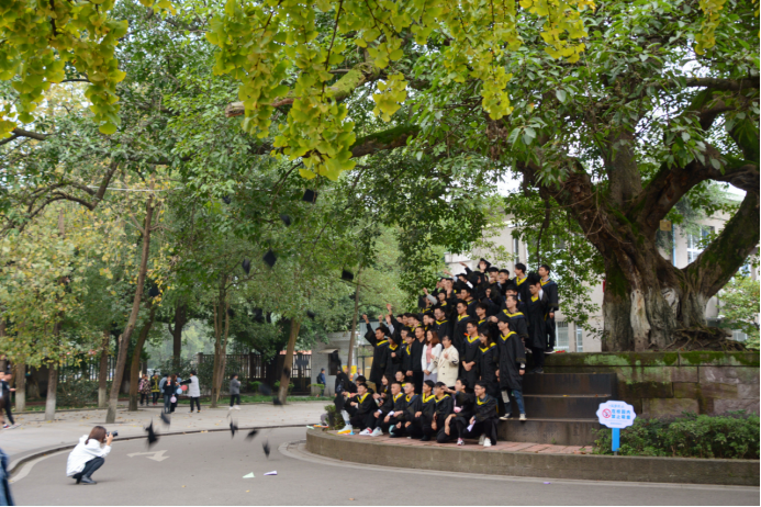 校园百年老榕树